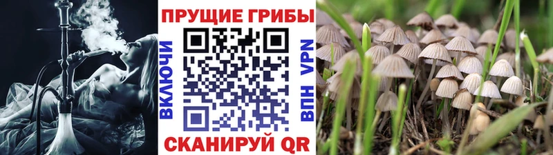 Псилоцибиновые грибы Psilocybe Верхний Тагил